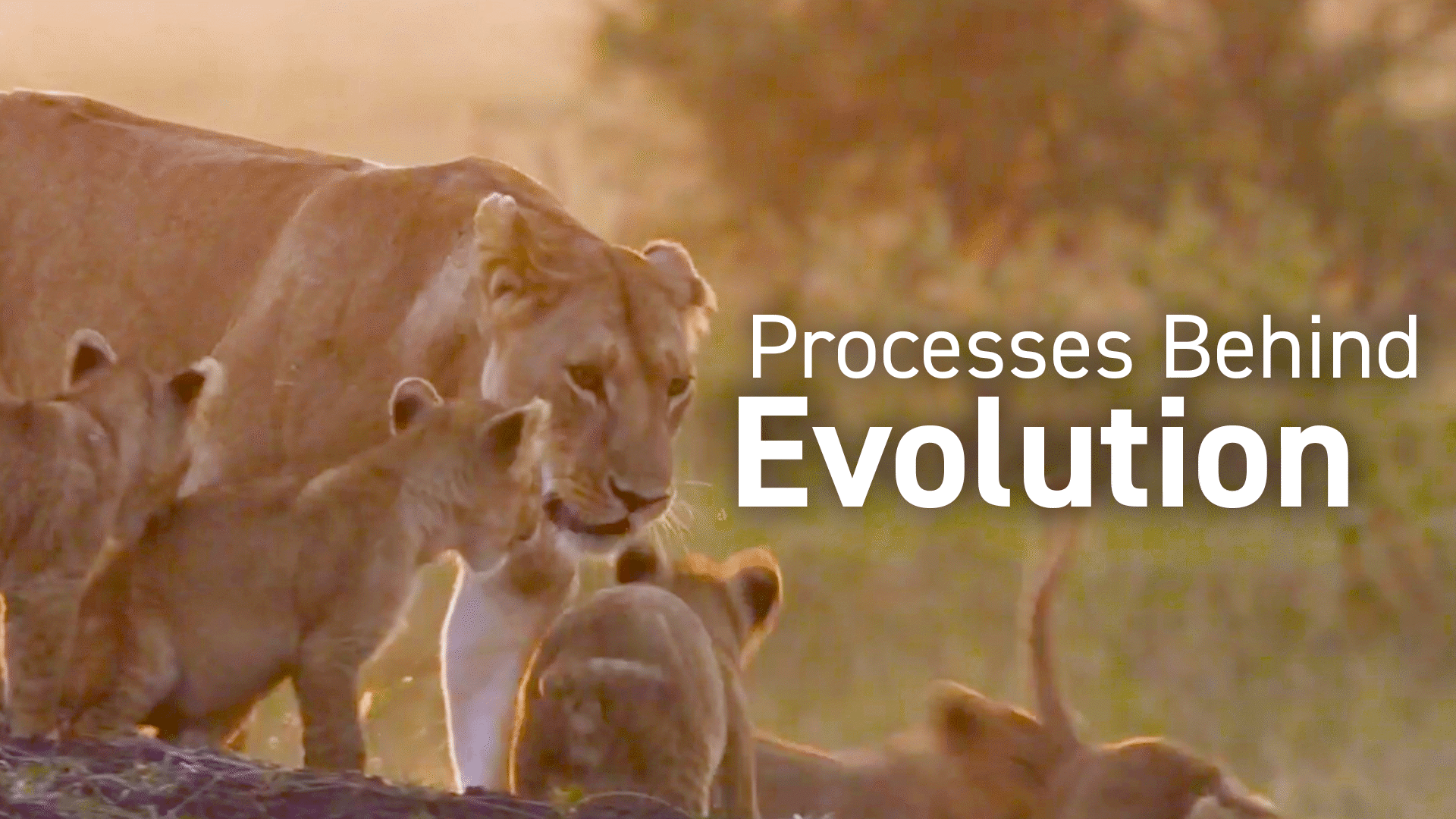 Mechanisms of Evolution Video & Resources | ClickView