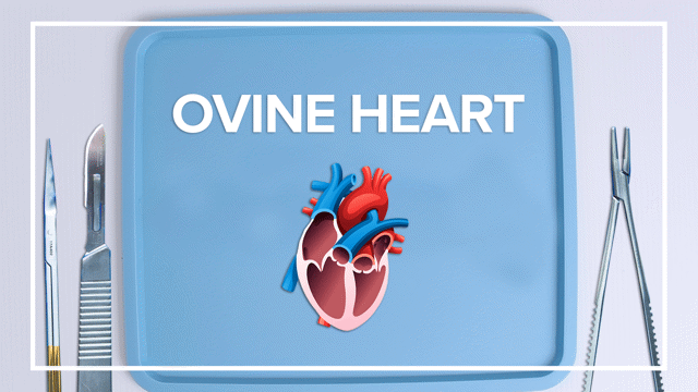 Ovine Heart