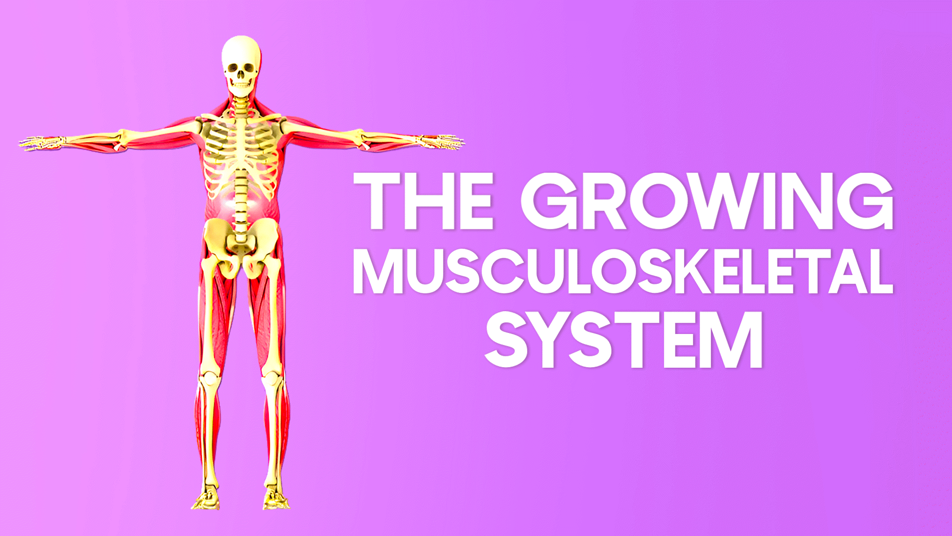 The Musculoskeletal Systems And The Stages Of Life - ClickView