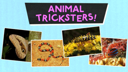 Animal Tricksters!