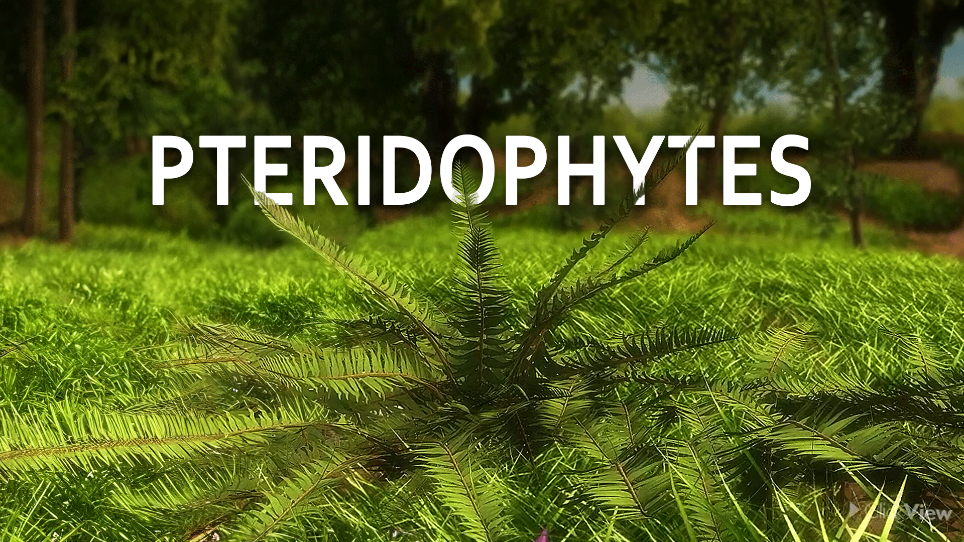 Pteridophytes Video & Resources | ClickView