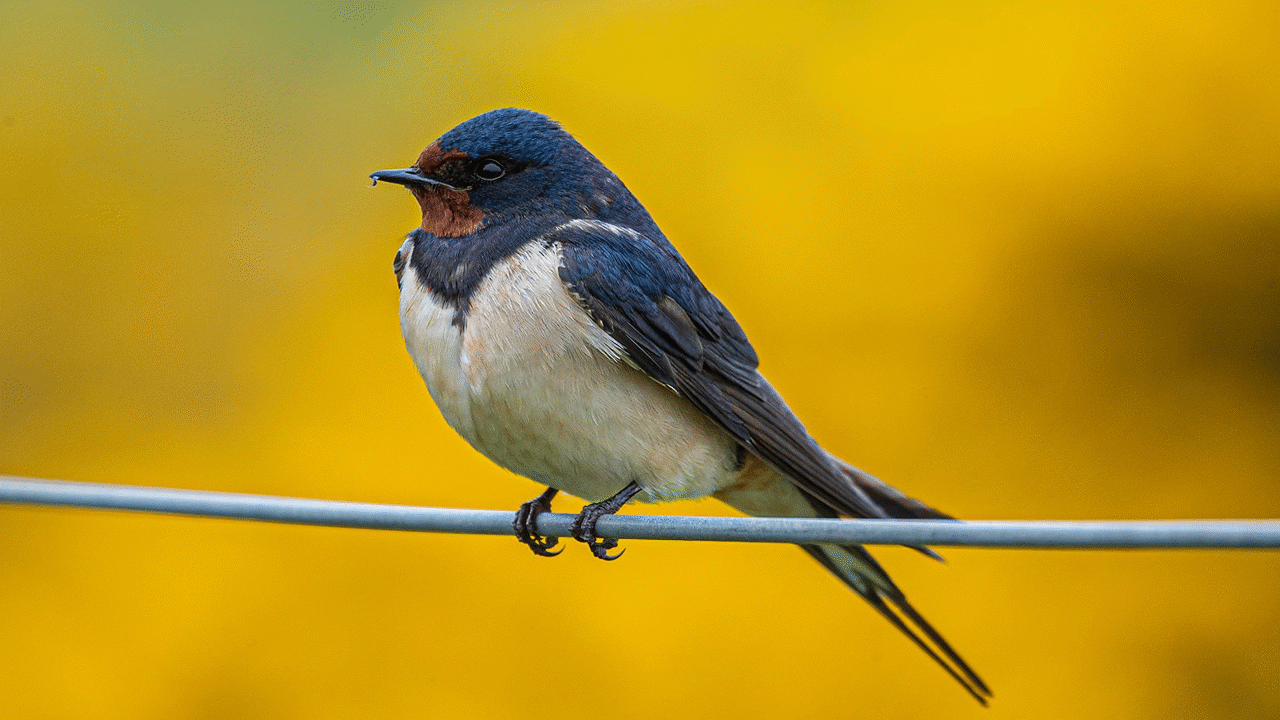 Springwatch Videos & Resources | ClickView