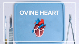 Ovine Heart