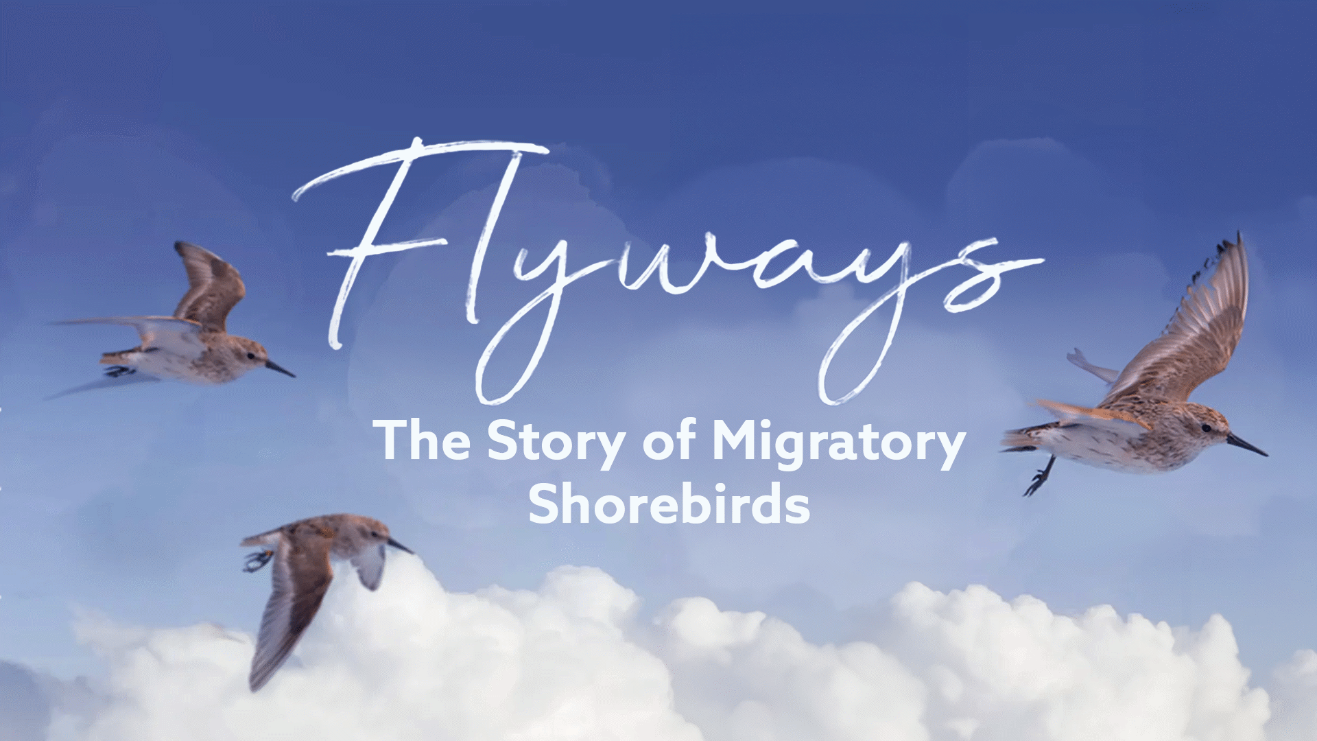 Flyways: The Story of Migratory Shorebirds -... - ClickView