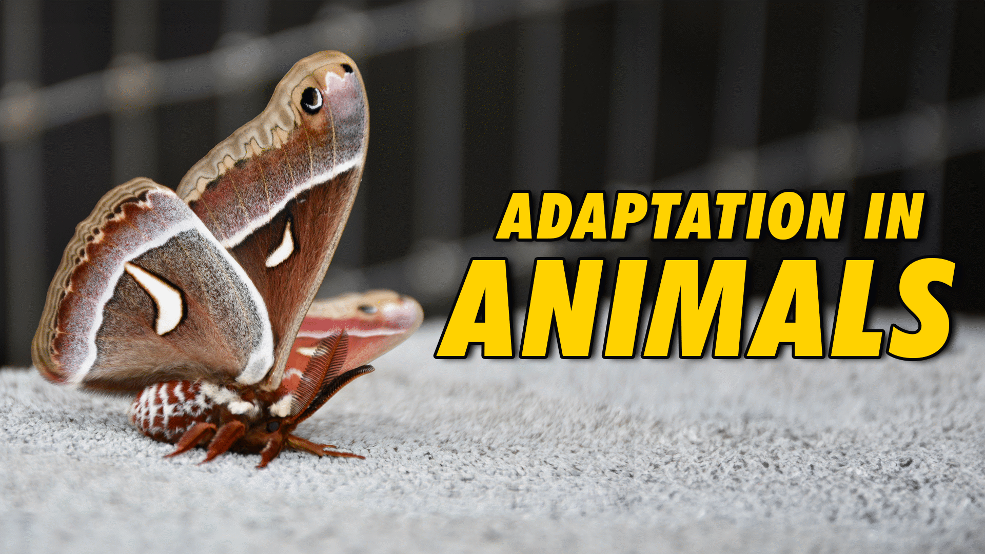 Understanding Life Systems: Growth and Changes in Animals | ClickView