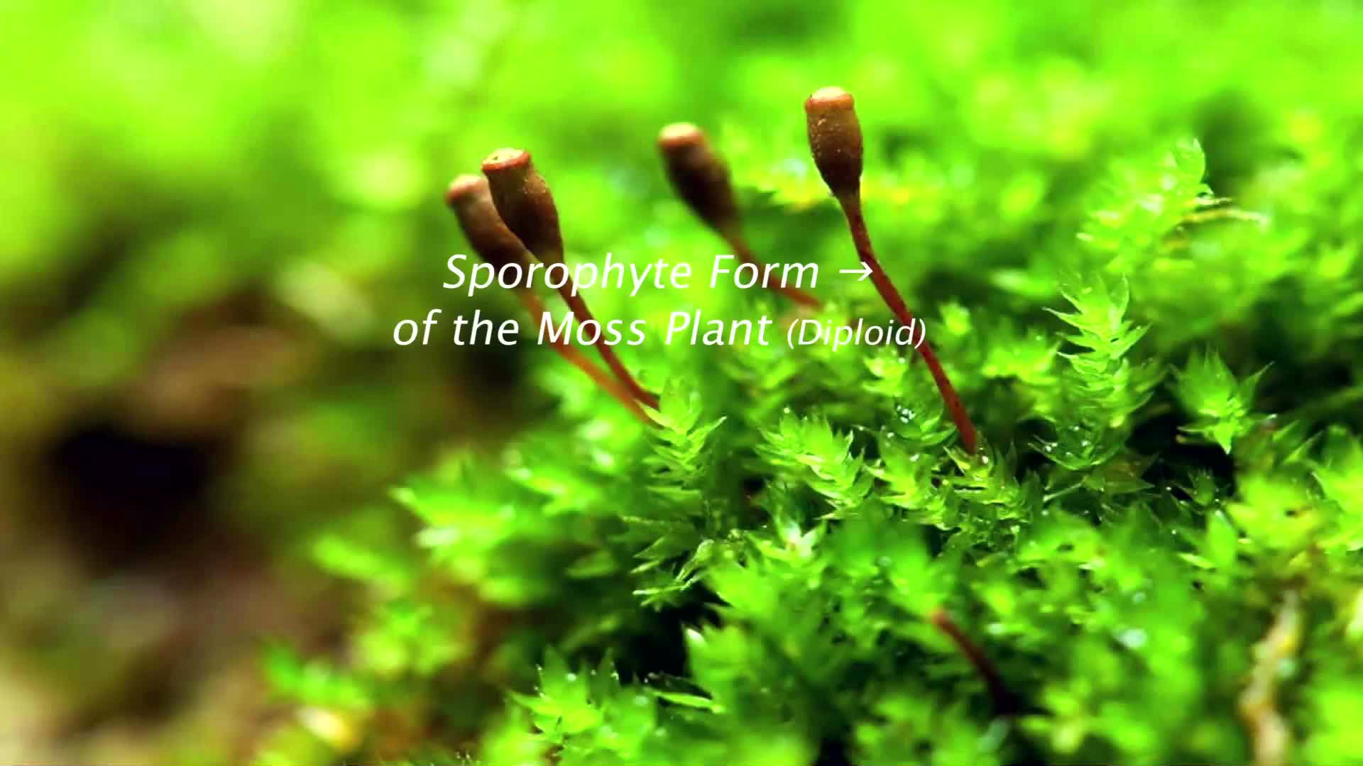 The Life Cycle of Moss Plants Video & Resources | ClickView