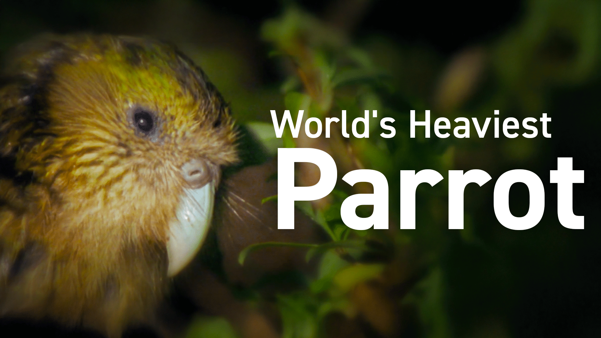 Animal Kingdom: Birds Videos & Resources | ClickView