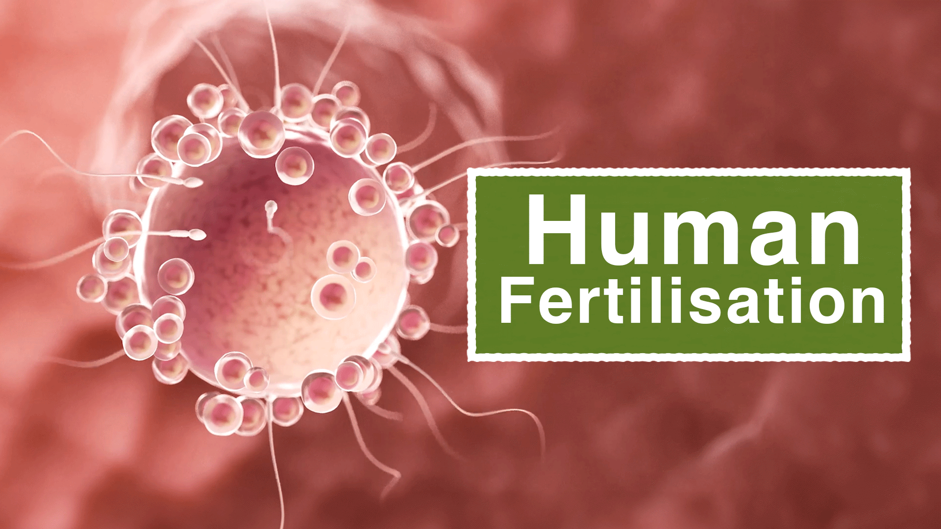What Is the Human Fertilisation Process? | ClickView