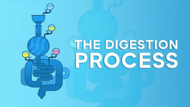The Digestion Process