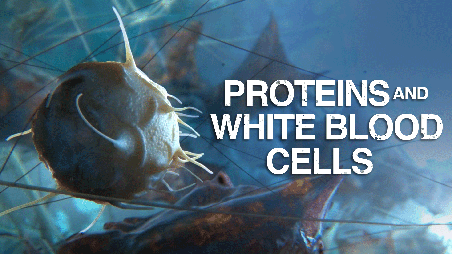 proteins-and-white-blood-cells-clickview