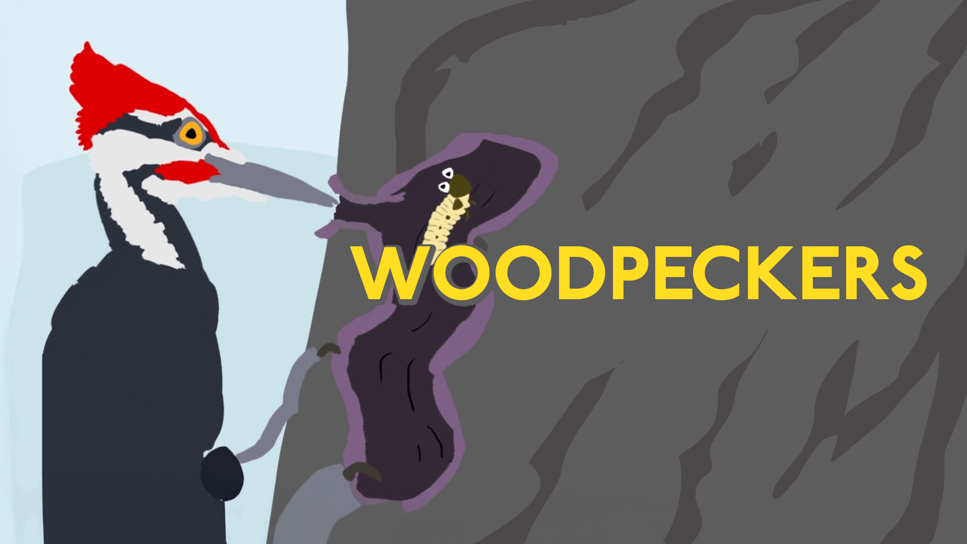 Why Don’t Woodpeckers’ Heads Hurt? | ClickView