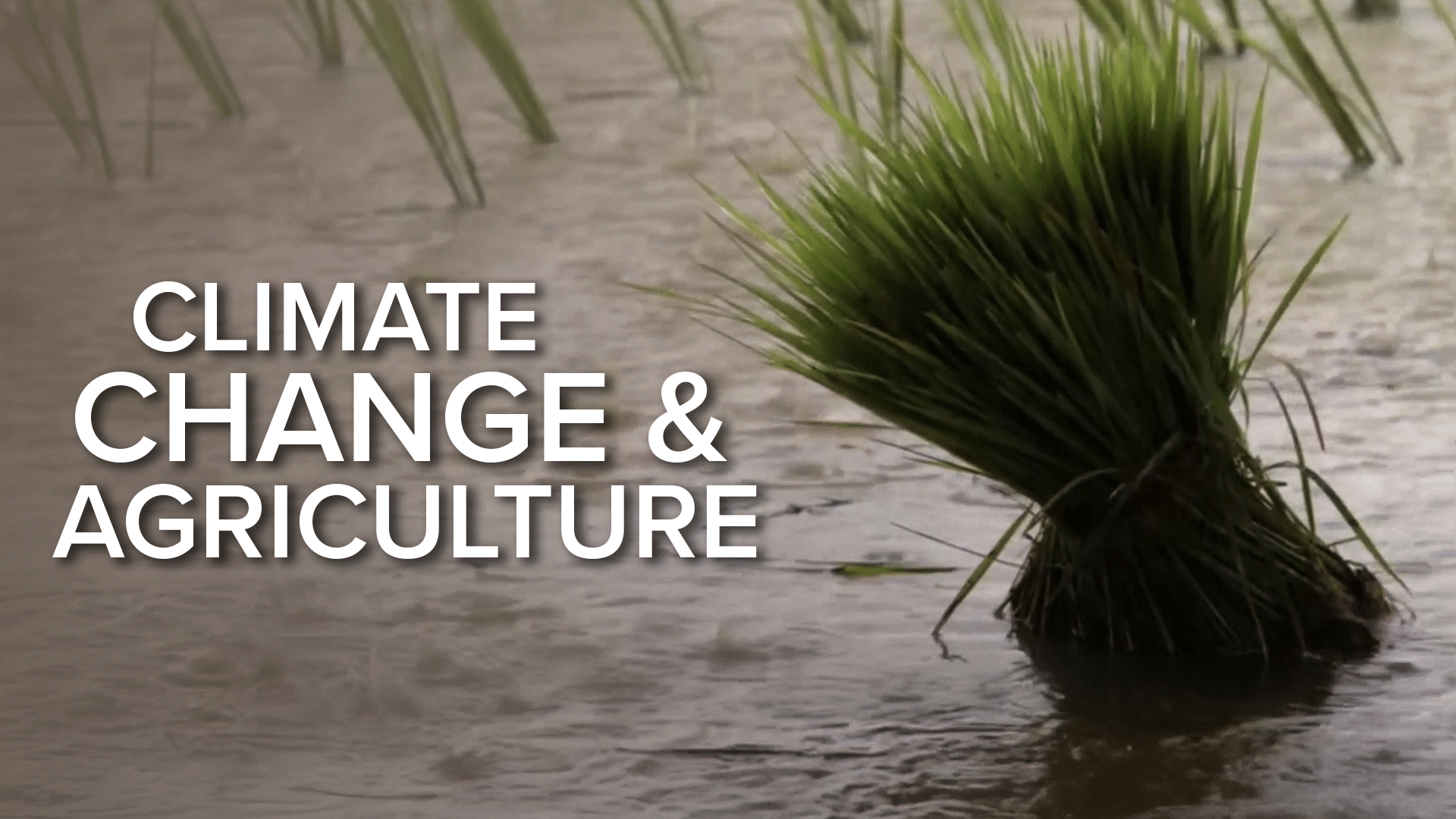 Climate Change and the Production of Rice | ClickView
