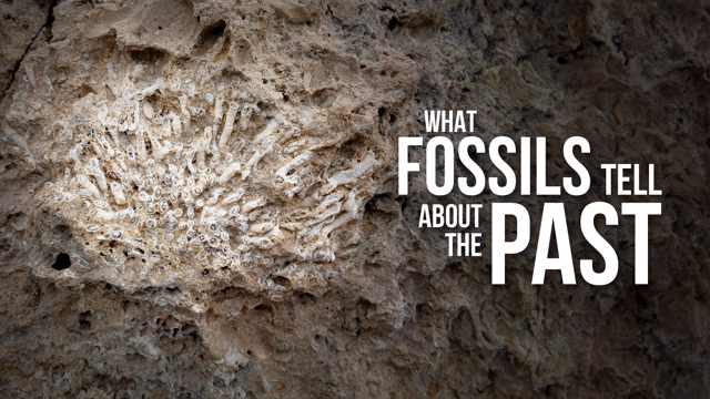 3 Secrets About Ancient Earth Hidden in Marine Fossils