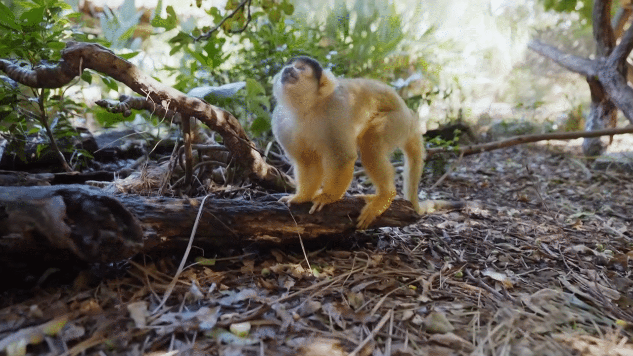 Monkey Business Video & Resources | ClickView