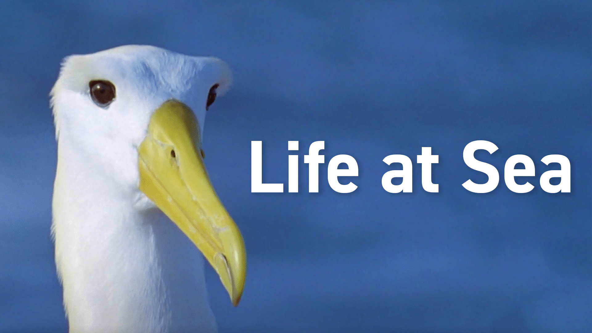 Animal Kingdom: Birds Videos & Resources | ClickView