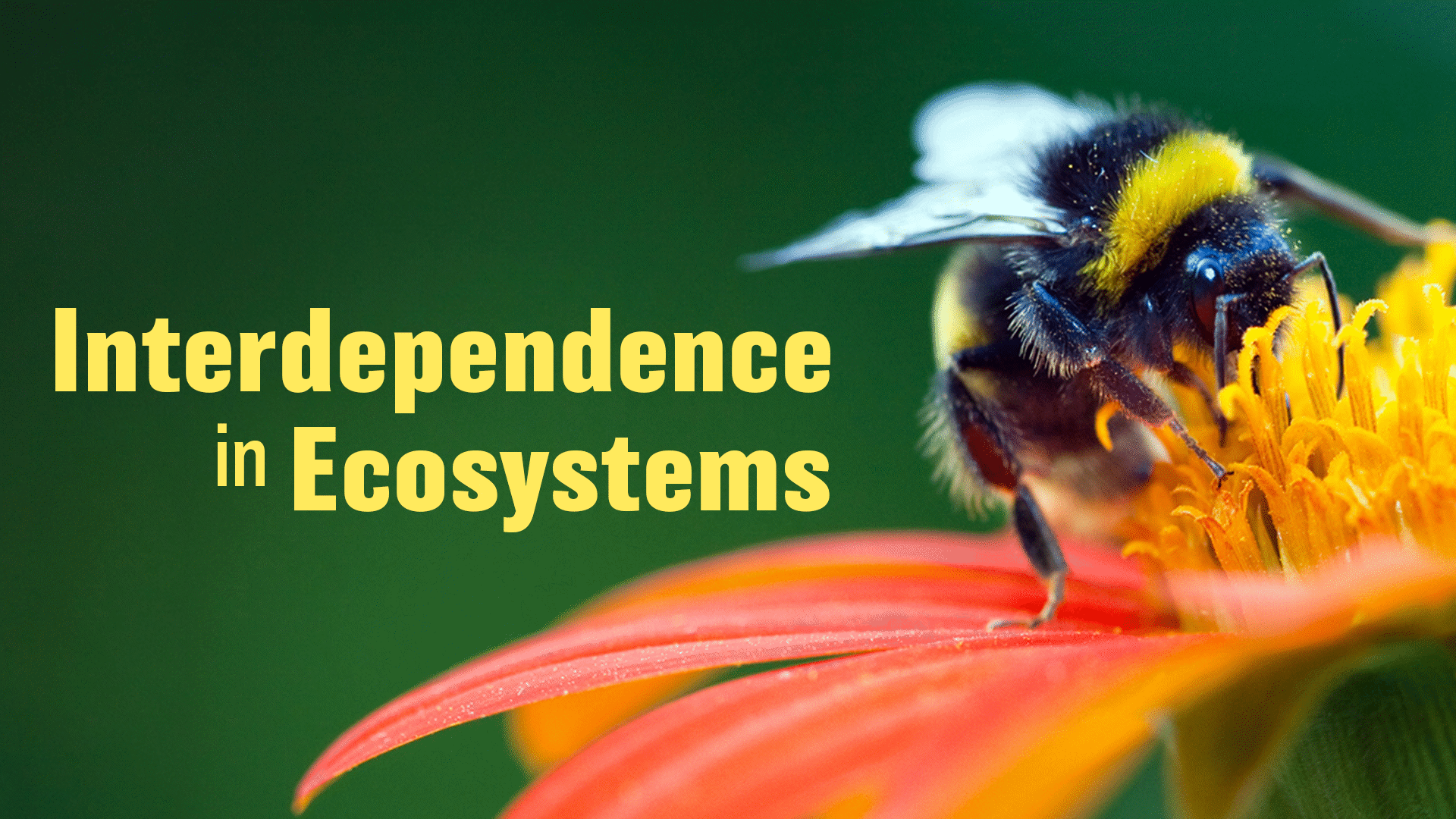 food-chains-and-food-webs-chapter-5-clickview