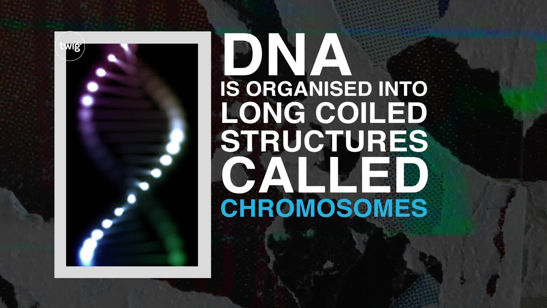 Cells and DNA: DNA Videos & Resources | ClickView