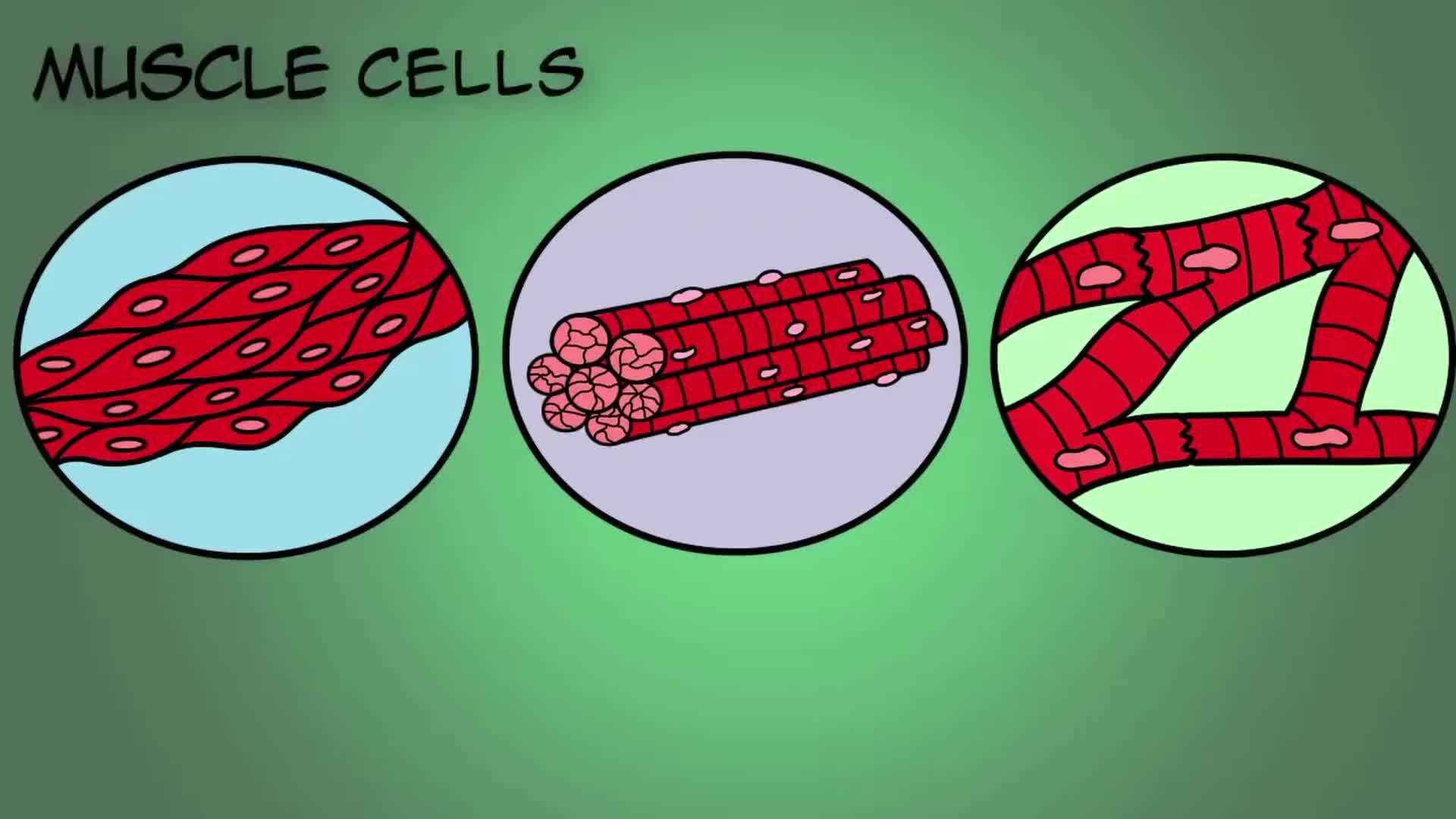 Specialized Cells: Significance and Examples | ClickView