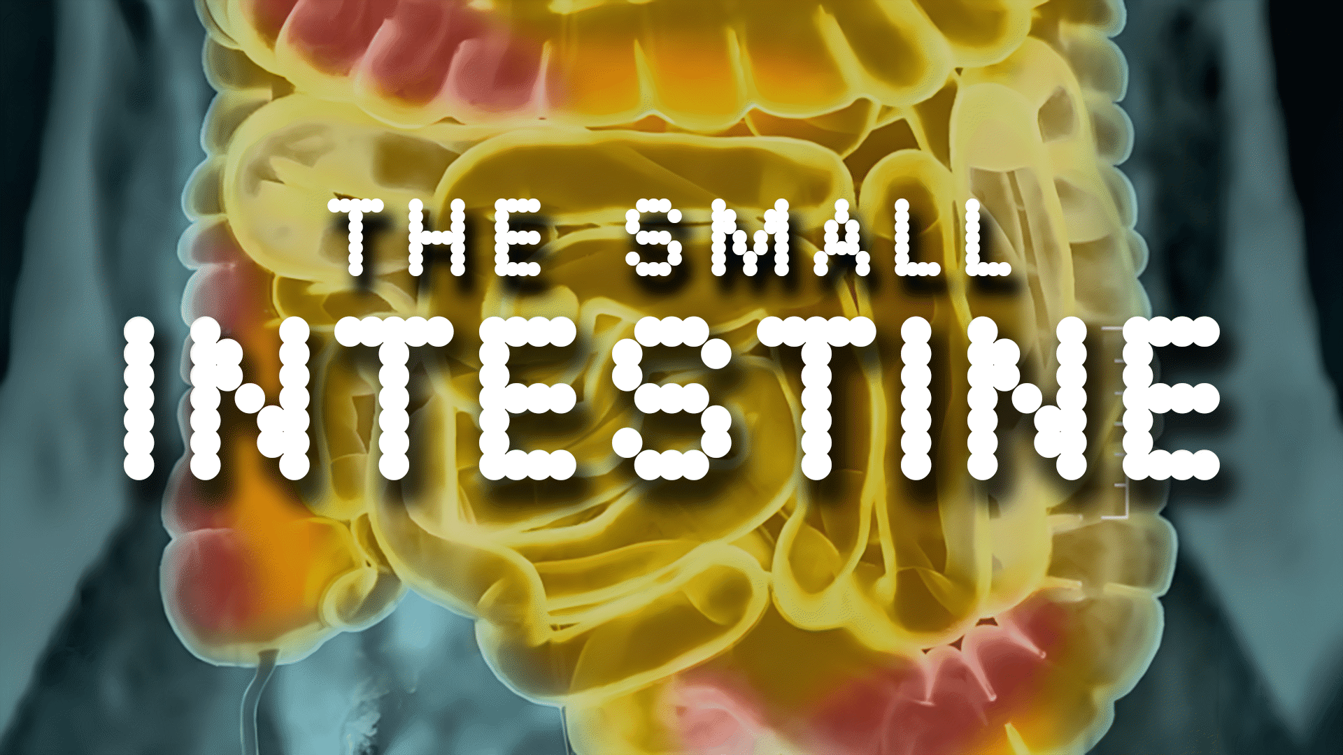 Intestines Video & Resources | ClickView