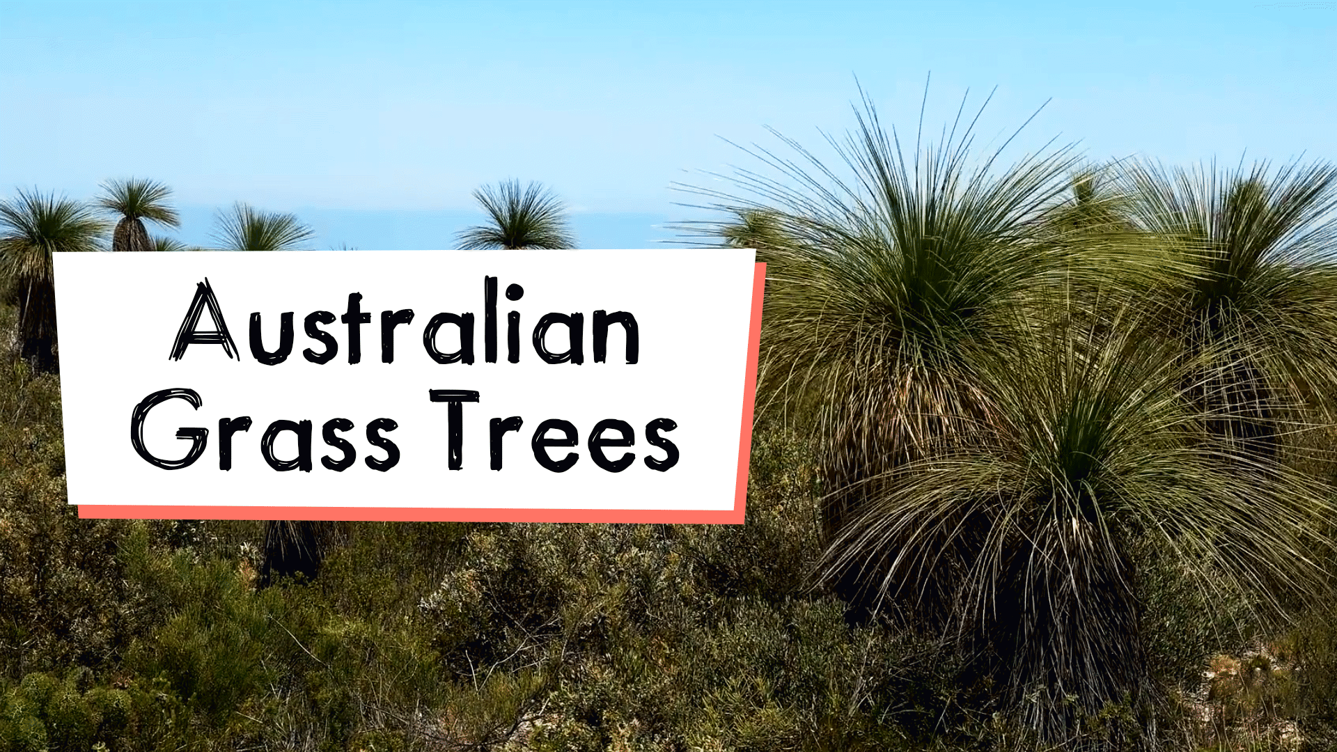 Australian Grass Trees Video & Resources | ClickView