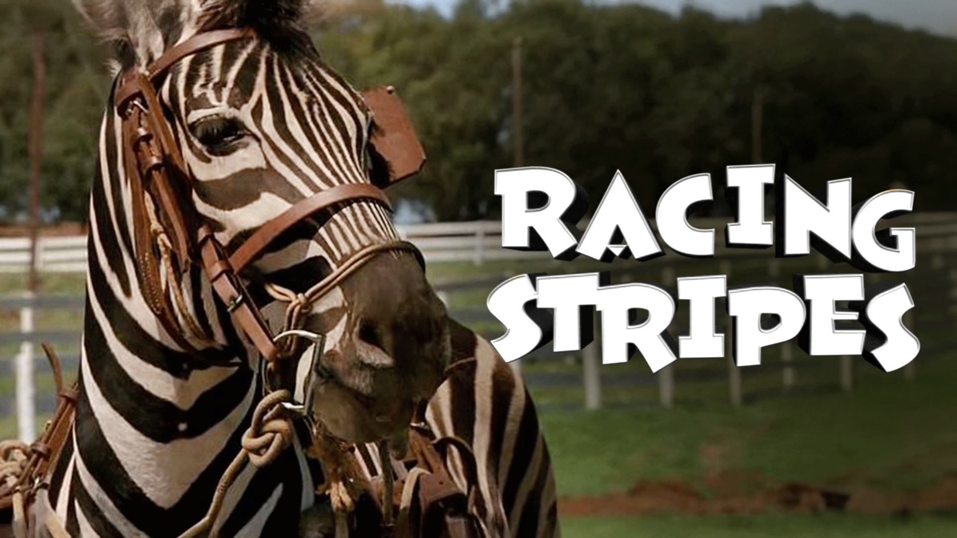 Racing Stripes Video & Resources | ClickView