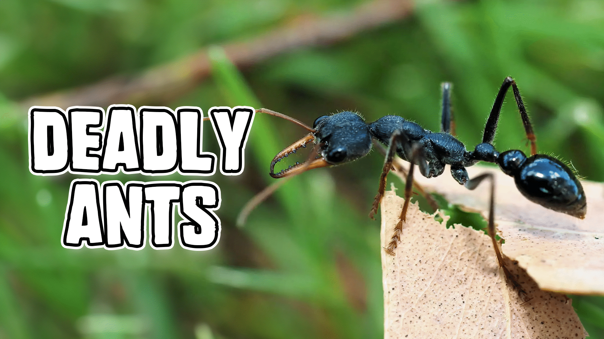 Bushwhacked Bugs! Videos & Resources | ClickView
