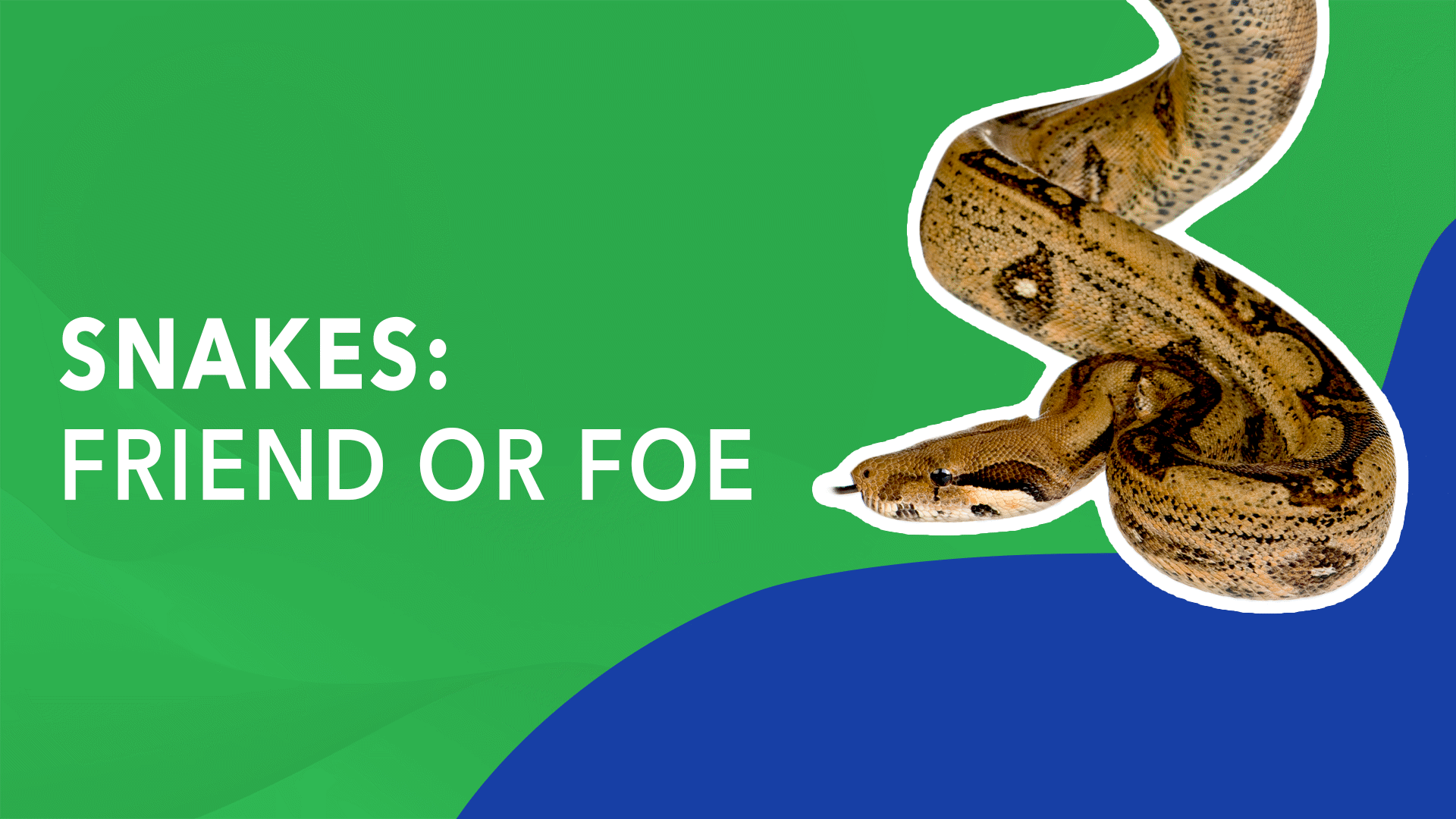 North Carolina Zoo presents Snakes: Friend or Foe | Streamable Learning