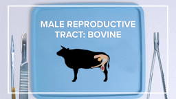 Male Reproductive Tract: Bovine