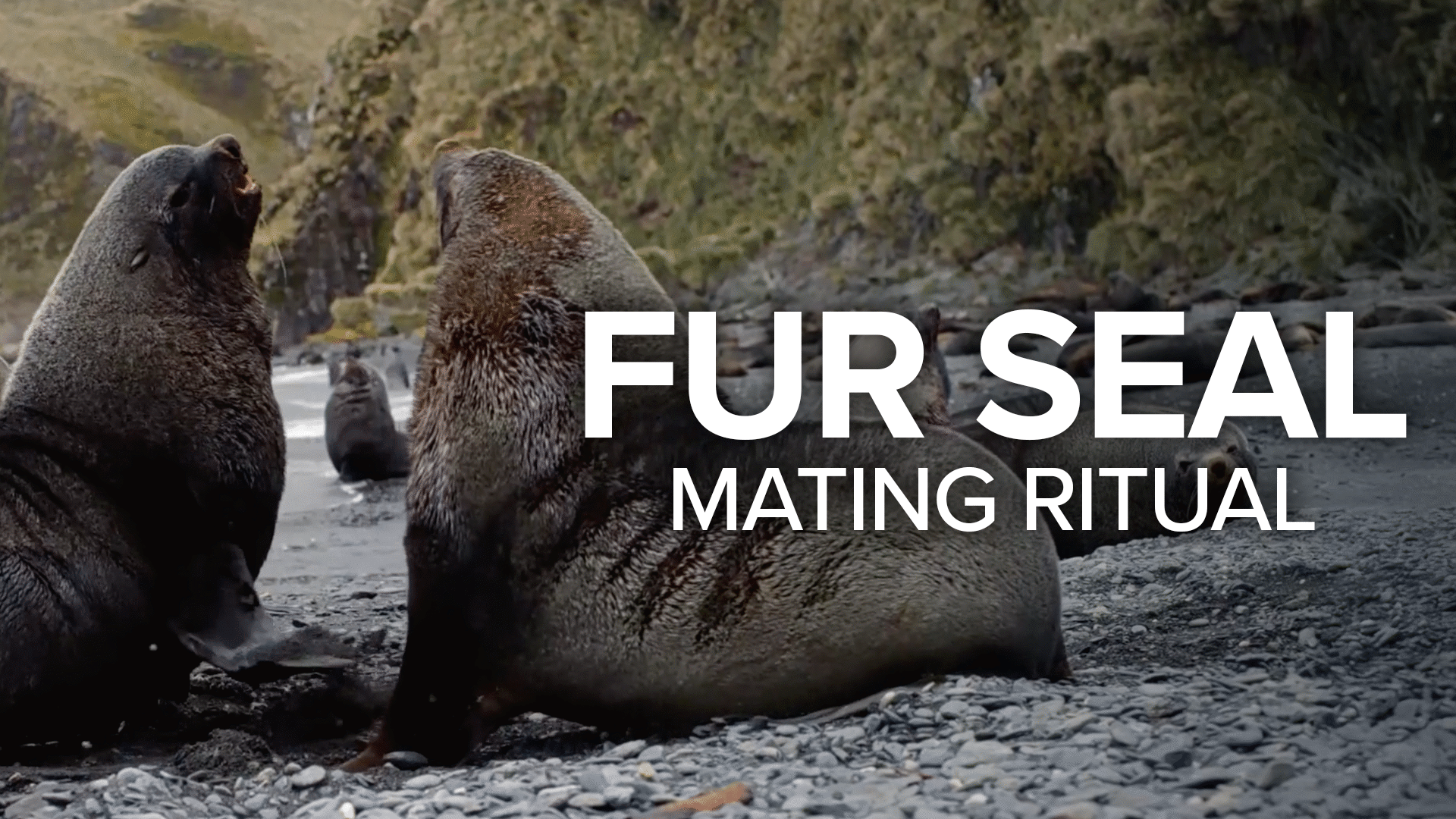 Fur Seal Mating Rituals Video & Resources | ClickView