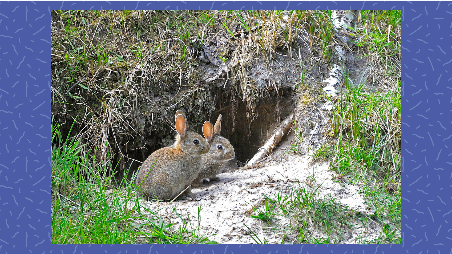 Feral Rabbits in Australia Video & Resources | ClickView