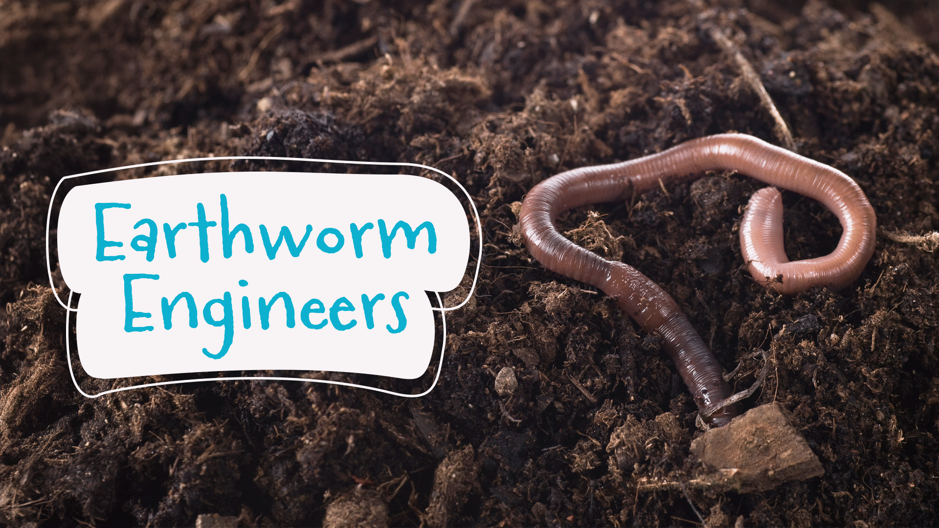 Earthworms Video & Resources | ClickView