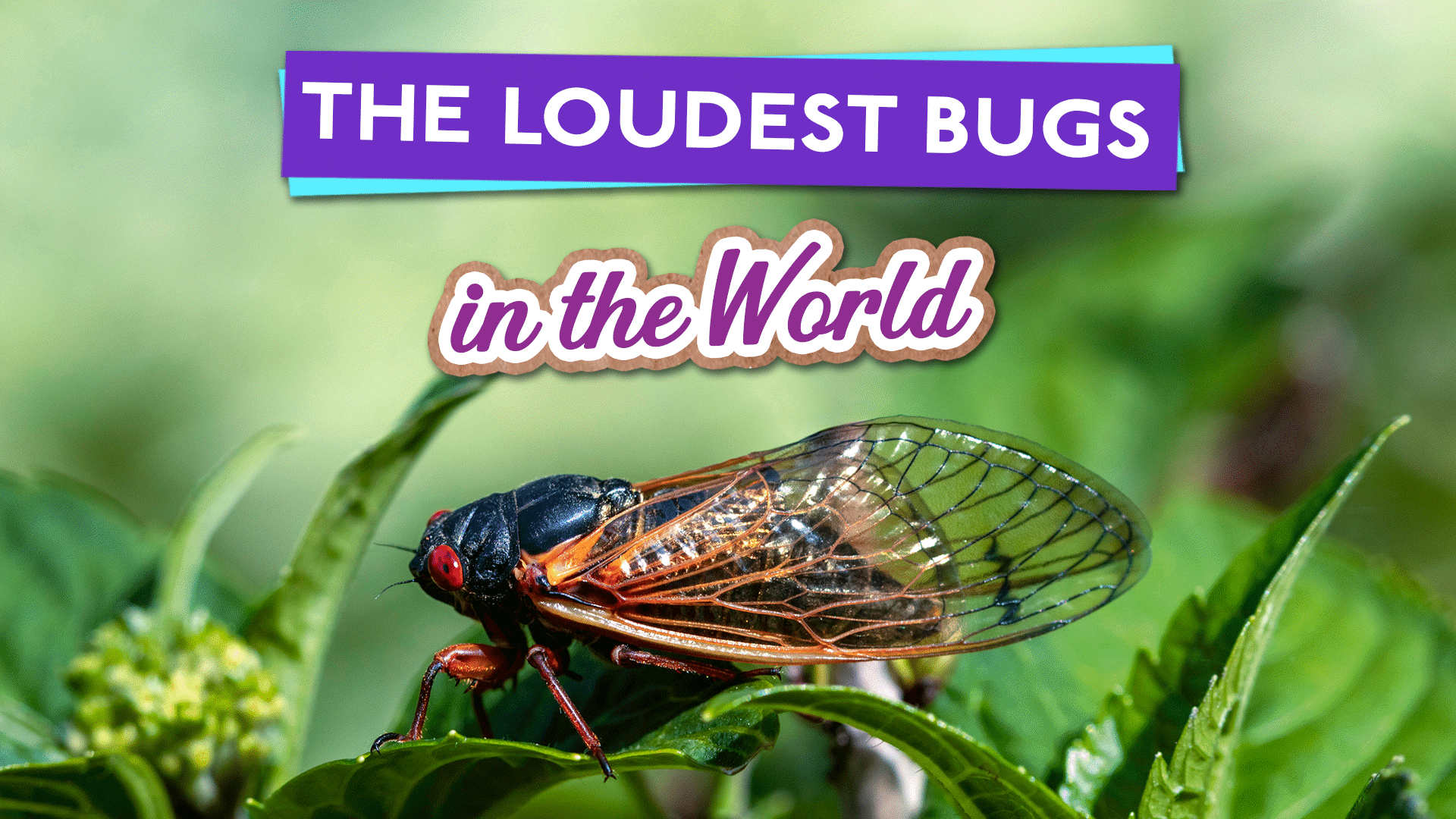The Loudest Bugs in the World Video & Resources | ClickView