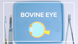 Bovine Eye