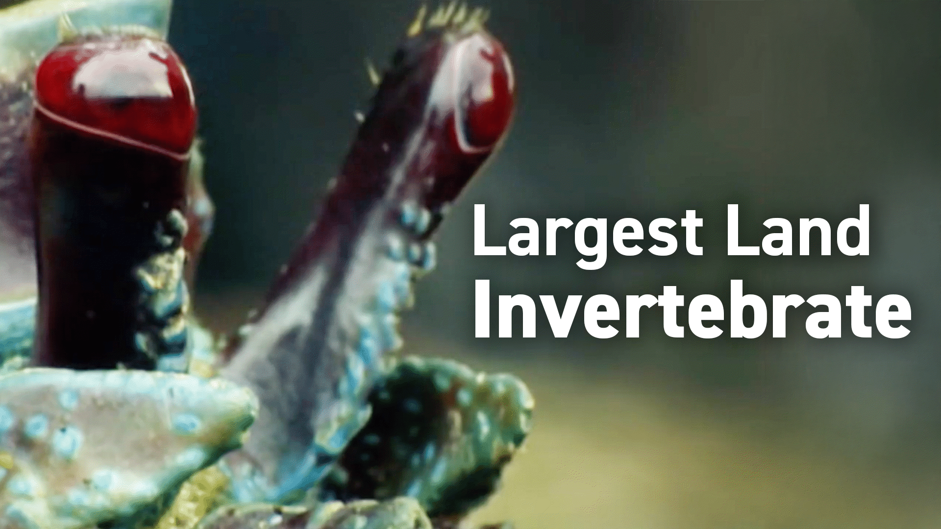Animal Kingdom: Invertebrates Videos & Resources | ClickView