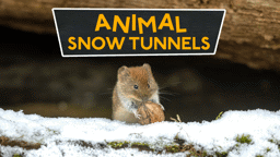 Tunnels in the Snow!