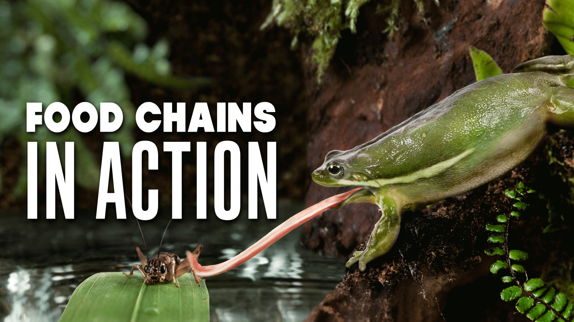 Food Chains Biology Diagrams