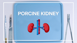 Porcine Kidney