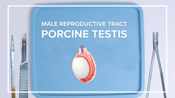 Male Reproductive Tract: Porcine Testis