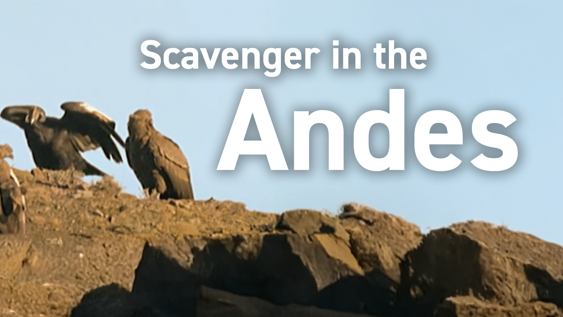 Animal Kingdom: Birds Videos & Resources | ClickView