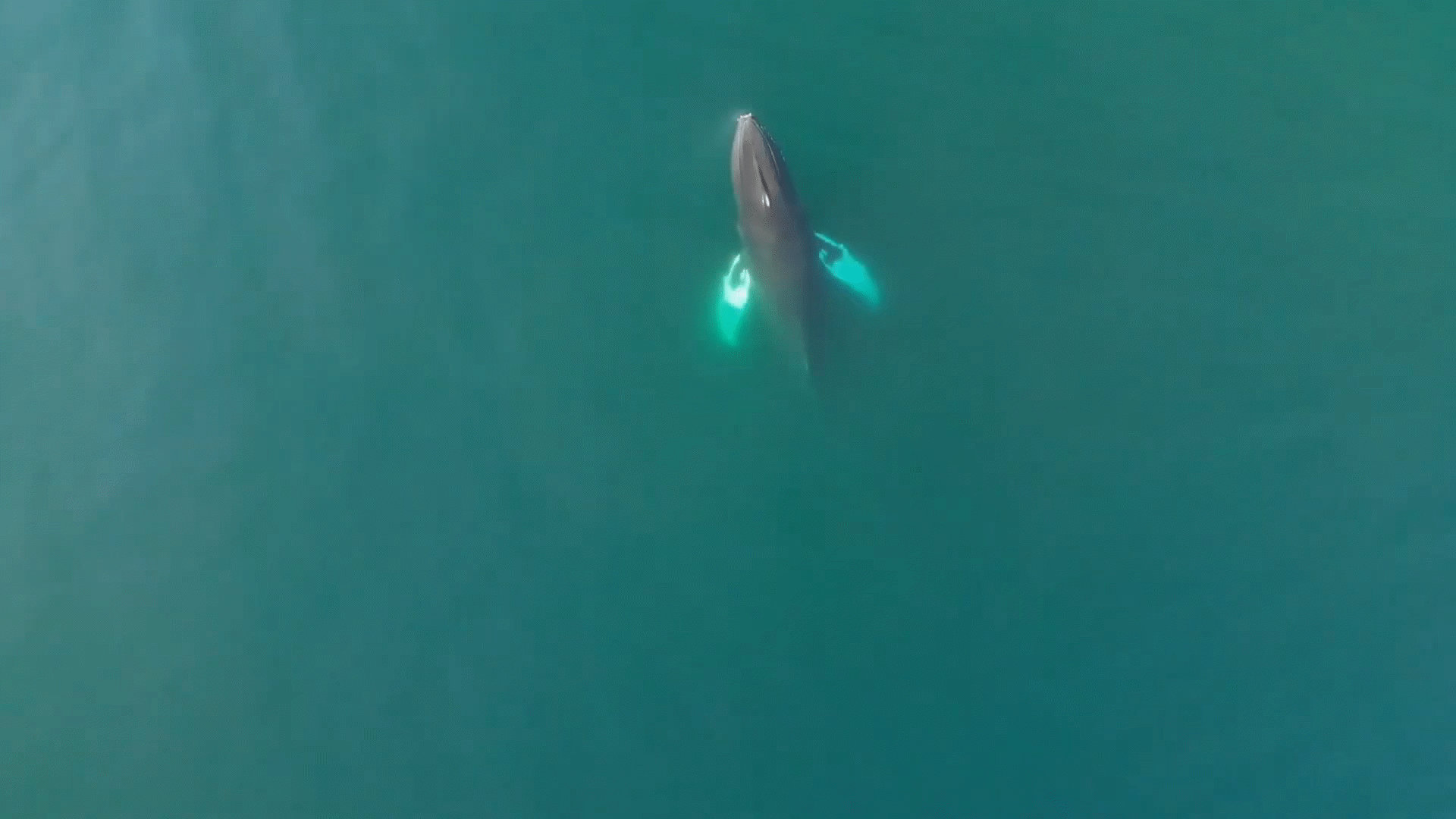 Gold Coast Ocean Rescue Videos & Resources | ClickView