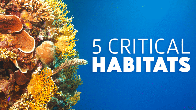 5 Critical Habitats