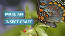 Craft an Insect!