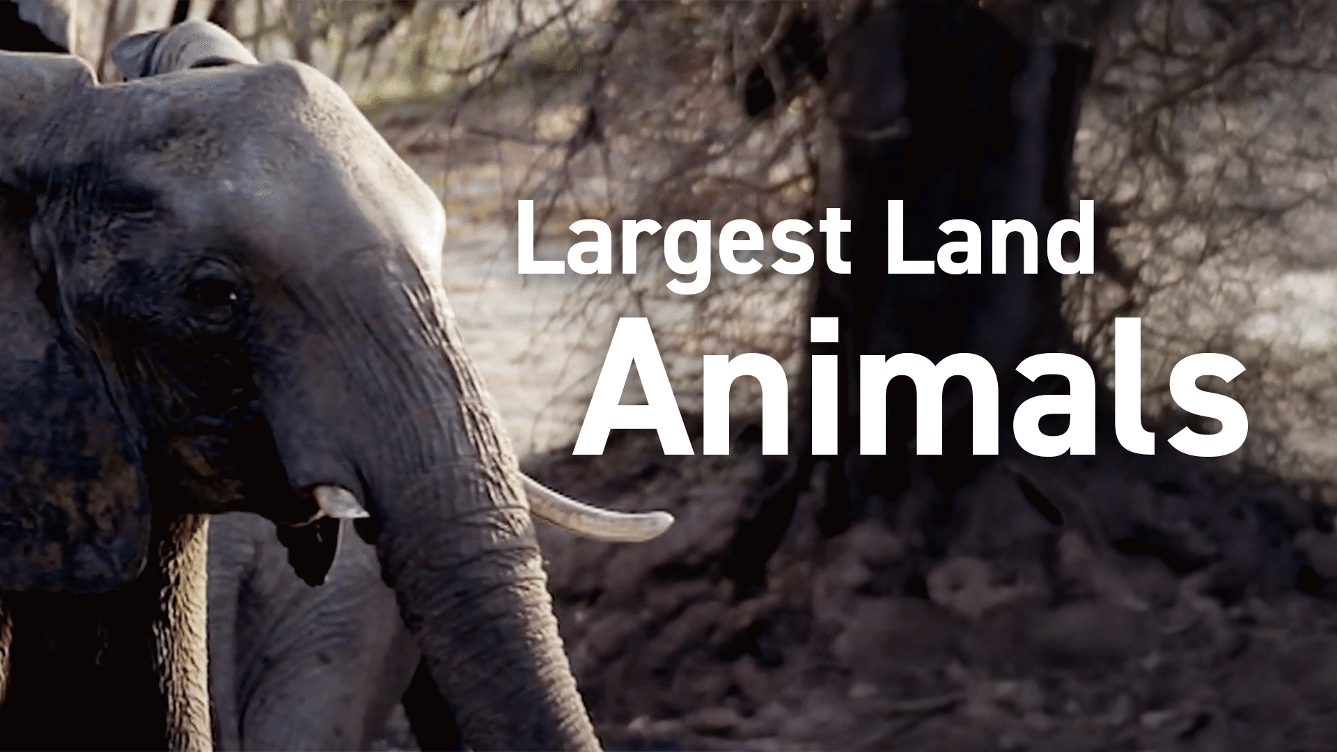 Animal Kingdom: Mammals Videos & Resources | ClickView