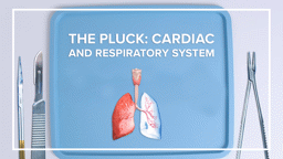 The Pluck: Cardiac and Respiratory System