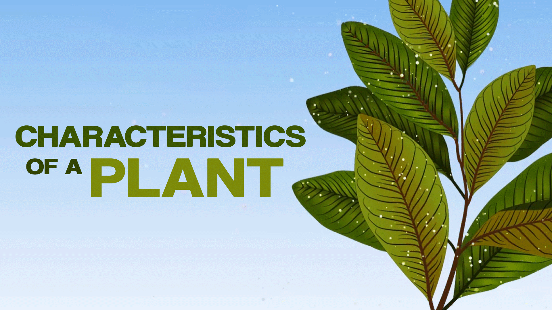 Plants
