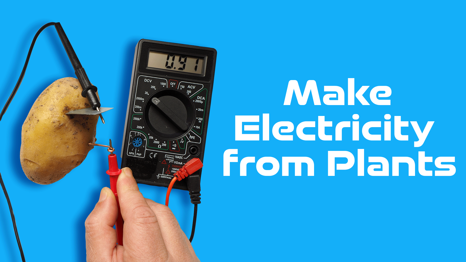 Electricity from Plants