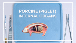 Porcine (Piglet) Internal Organs