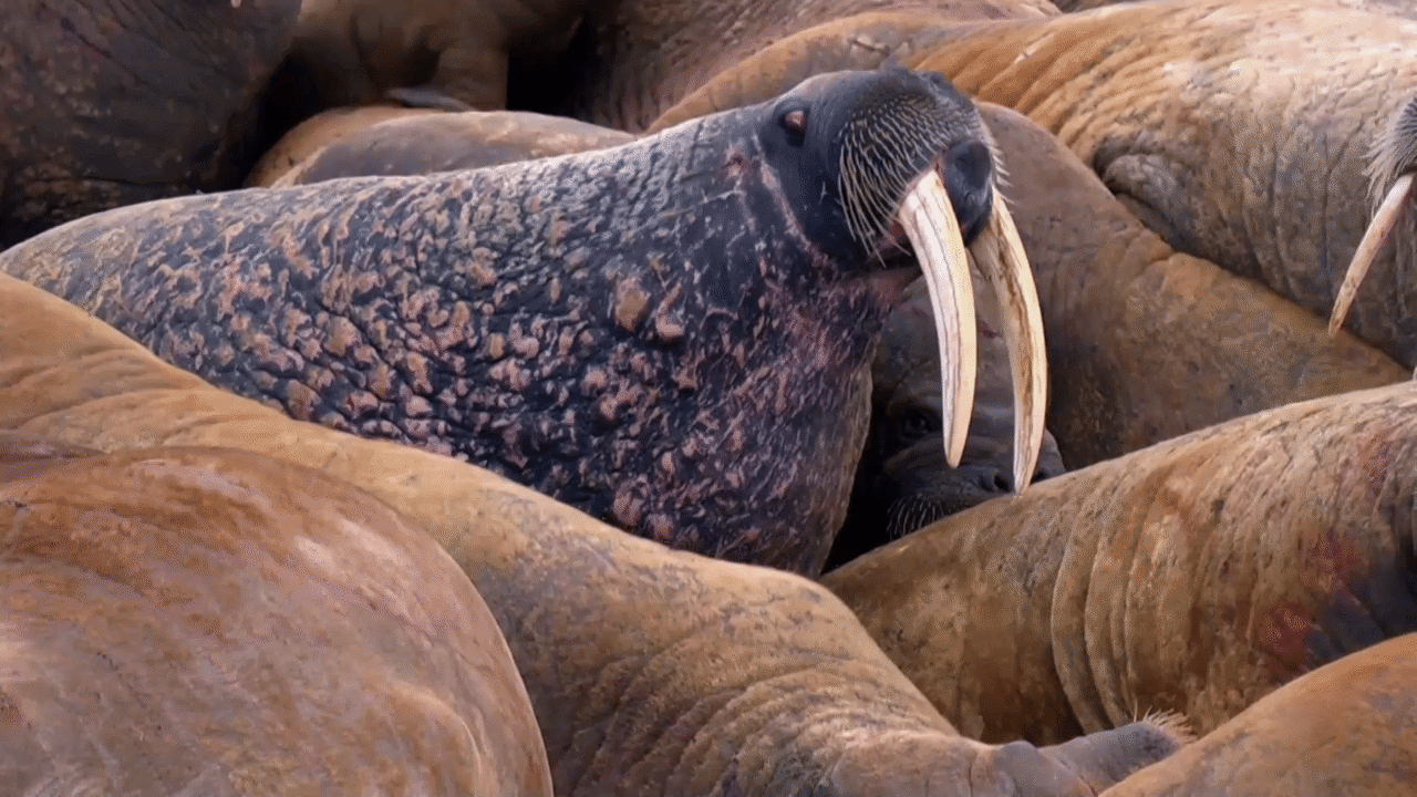 Devon Island: Land of Ice - Devon Island is t... - ClickView