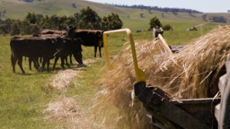 Sustainable Cattle Feeding