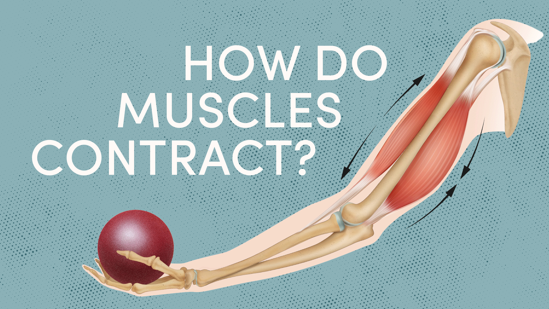 Muscle Contraction Video & Resources | ClickView